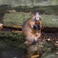 Coypu